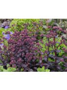 Varjúháj / Sedum hybridum 'Purple Emperor'