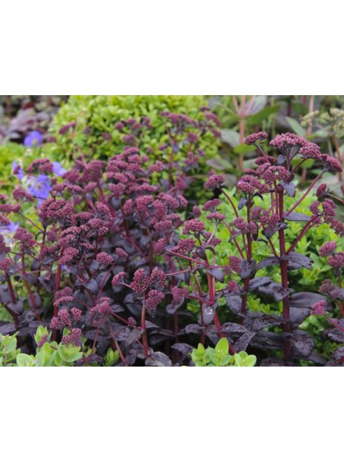 Varjúháj / Sedum hybridum 'Purple Emperor'