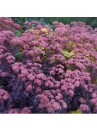 Varjúháj / Sedum hybridum 'Purple Emperor'