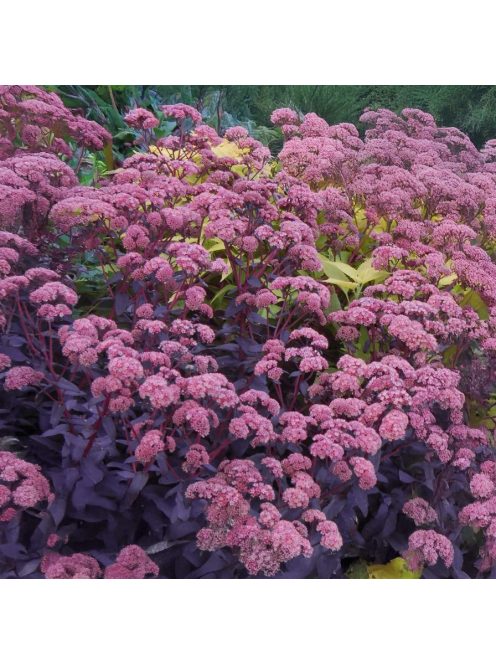 Varjúháj / Sedum hybridum 'Purple Emperor'