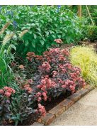 Varjúháj / Sedum hybridum 'Purple Emperor'