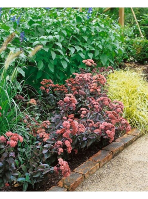 Varjúháj / Sedum hybridum 'Purple Emperor'