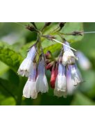 Nagyvirágú nadálytő / Symphytum grandiflorum 'Wisley Blue'