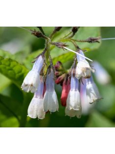   Nagyvirágú nadálytő / Symphytum grandiflorum 'Wisley Blue'