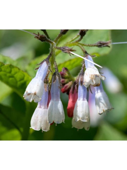 Nagyvirágú nadálytő / Symphytum grandiflorum 'Wisley Blue'