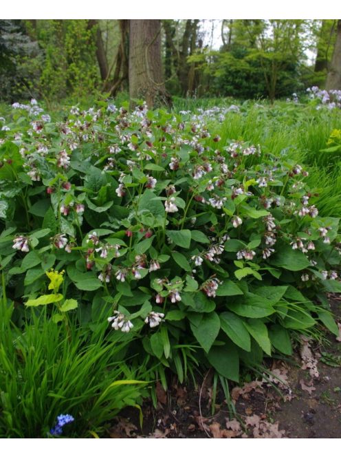 Nagyvirágú nadálytő / Symphytum grandiflorum 'Wisley Blue'