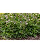 Nagyvirágú nadálytő / Symphytum grandiflorum 'Wisley Blue'