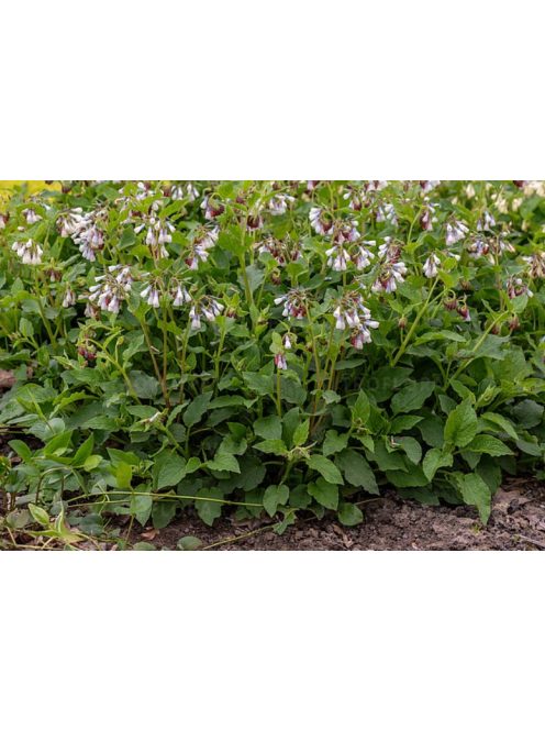 Nagyvirágú nadálytő / Symphytum grandiflorum 'Wisley Blue'