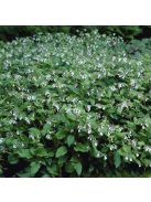 Nagyvirágú nadálytő / Symphytum grandiflorum 'Wisley Blue'