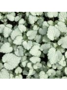 Foltos árvacsalán / Lamium maculatum Beacon Silver