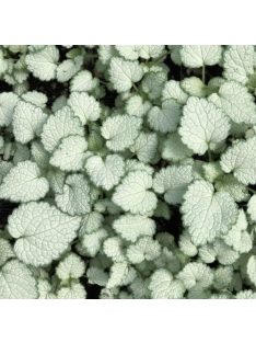 Foltos árvacsalán / Lamium maculatum Beacon Silver