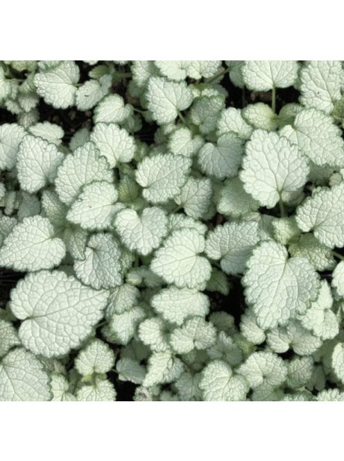 Foltos árvacsalán / Lamium maculatum Beacon Silver