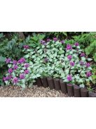 Foltos árvacsalán / Lamium maculatum Beacon Silver