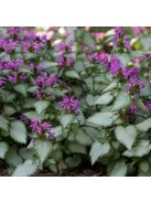 Foltos árvacsalán / Lamium maculatum Beacon Silver