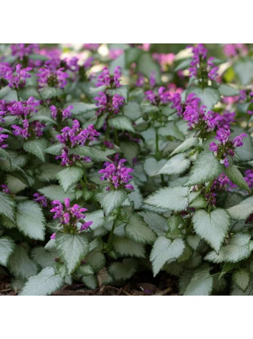 Foltos árvacsalán / Lamium maculatum Beacon Silver