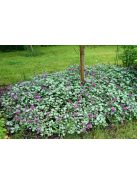 Foltos árvacsalán / Lamium maculatum Beacon Silver