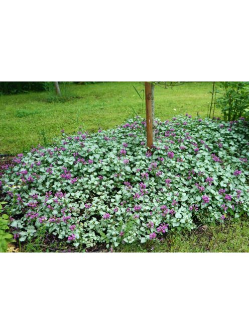 Foltos árvacsalán / Lamium maculatum Beacon Silver