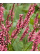 Keserűfű / Persicaria amplexicaulis Speciosa