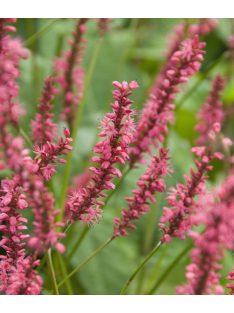 Keserűfű / Persicaria amplexicaulis Speciosa