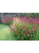 Keserűfű / Persicaria amplexicaulis Speciosa
