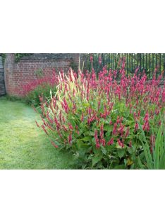 Keserűfű / Persicaria amplexicaulis Speciosa