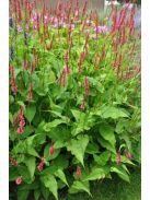 Keserűfű / Persicaria amplexicaulis Speciosa
