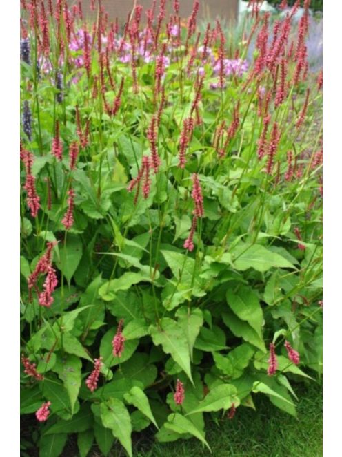 Keserűfű / Persicaria amplexicaulis Speciosa