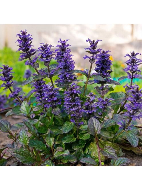 Indás ínfű / Ajuga reptans 'Atropurpurea'
