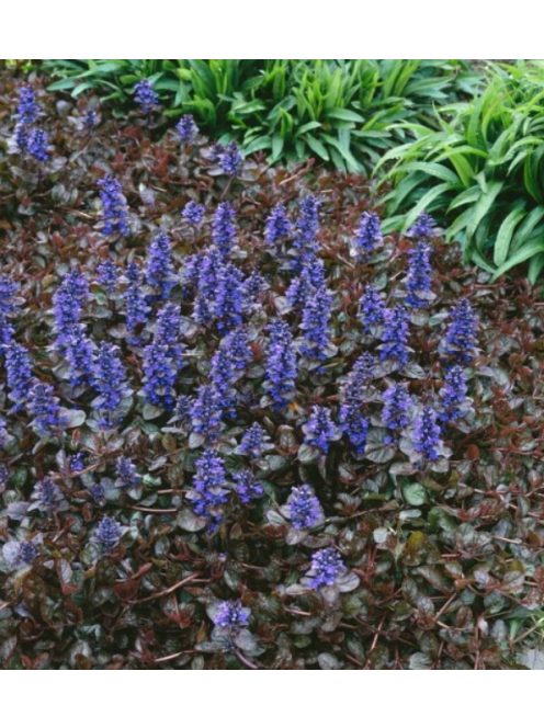 Indás ínfű / Ajuga reptans 'Atropurpurea'