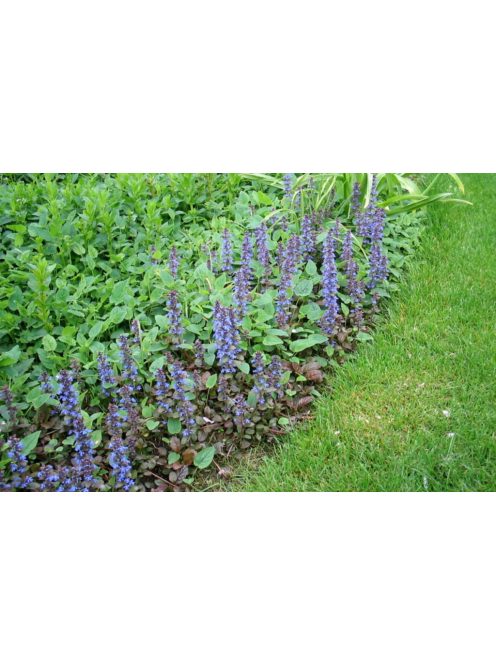 Indás ínfű / Ajuga reptans 'Atropurpurea'