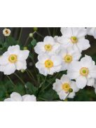 Japán szellőrózsa / Anemone hybrida 'Honorine Jobert'