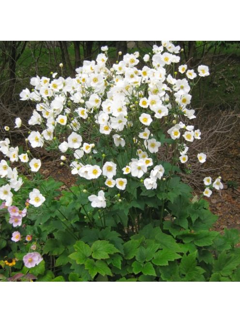 Japán szellőrózsa / Anemone hybrida 'Honorine Jobert'