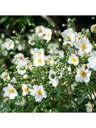 Japán szellőrózsa / Anemone hybrida 'Honorine Jobert'