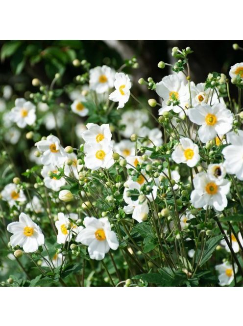 Japán szellőrózsa / Anemone hybrida 'Honorine Jobert'