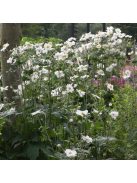 Japán szellőrózsa / Anemone hybrida 'Honorine Jobert'
