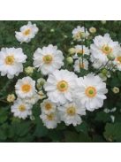 Japán szellőrózsa / Anemone hybride 'Whirlwind'