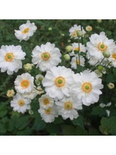 Japán szellőrózsa / Anemone hybride 'Whirlwind'