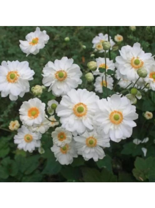 Japán szellőrózsa / Anemone hybride 'Whirlwind'
