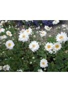 Japán szellőrózsa / Anemone hybride 'Whirlwind'
