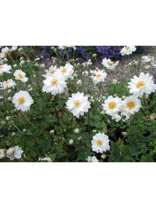 Japán szellőrózsa / Anemone hybride 'Whirlwind'