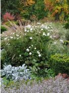 Japán szellőrózsa / Anemone hybride 'Whirlwind'