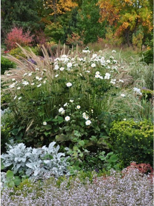 Japán szellőrózsa / Anemone hybride 'Whirlwind'