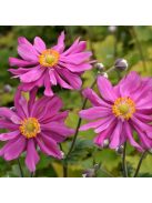 Japán szellőrózsa / Anemone hupehensis 'Prinz Heinrich'