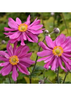   Japán szellőrózsa / Anemone hupehensis 'Prinz Heinrich'