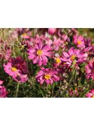 Japán szellőrózsa / Anemone hupehensis 'Prinz Heinrich'