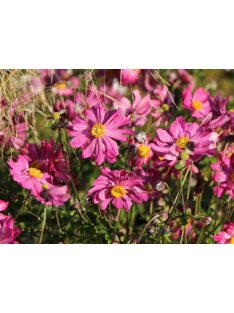   Japán szellőrózsa / Anemone hupehensis 'Prinz Heinrich'