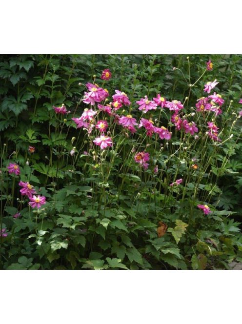Japán szellőrózsa / Anemone hupehensis 'Prinz Heinrich'
