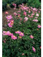 Japán szellőrózsa / Anemone hupehensis 'Prinz Heinrich'