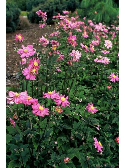 Japán szellőrózsa / Anemone hupehensis 'Prinz Heinrich'