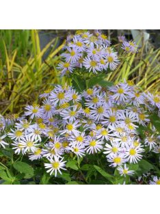 Őszirózsa / Aster ageratoides 'Asran'